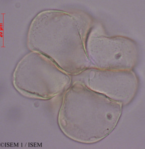 Apocynum androsaemifolium - lame n° 27984